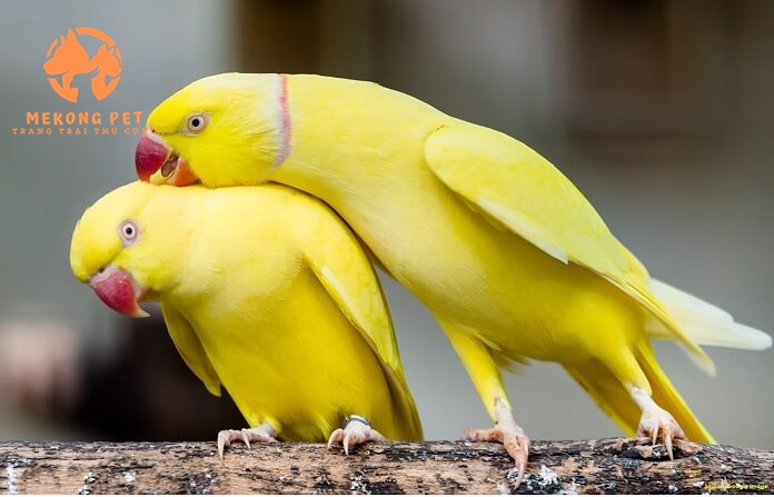Tìm Hiểu Về Vẹt Ringneck: Loài Vẹt Thông Minh Và Đáng Yêu